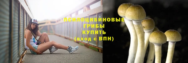 сатива Новозыбков